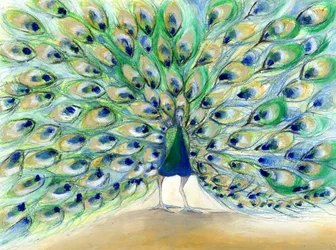 Peacock in San Diego 2, 2013